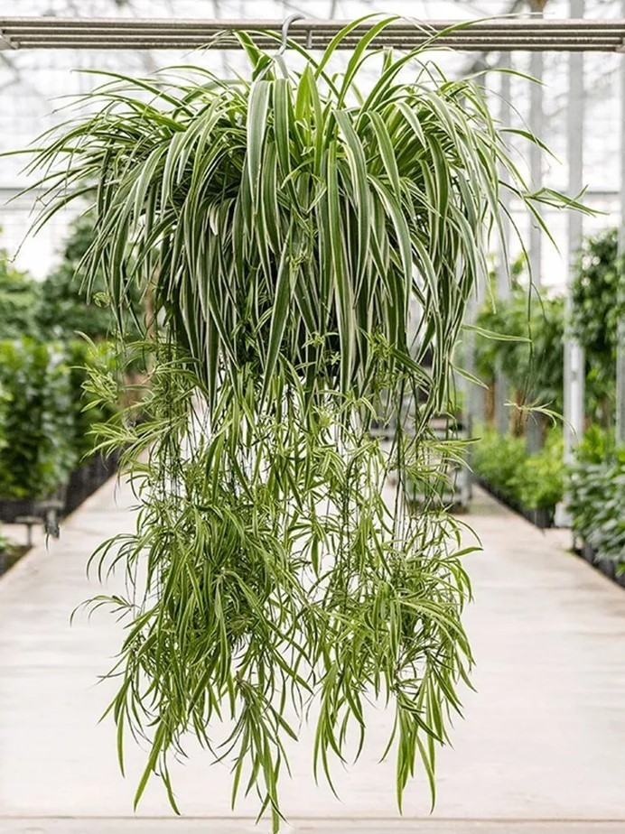 Variegated Spider Live Plant – 4-7″ Tall – Chlorophytum Air Purifier Houseplant