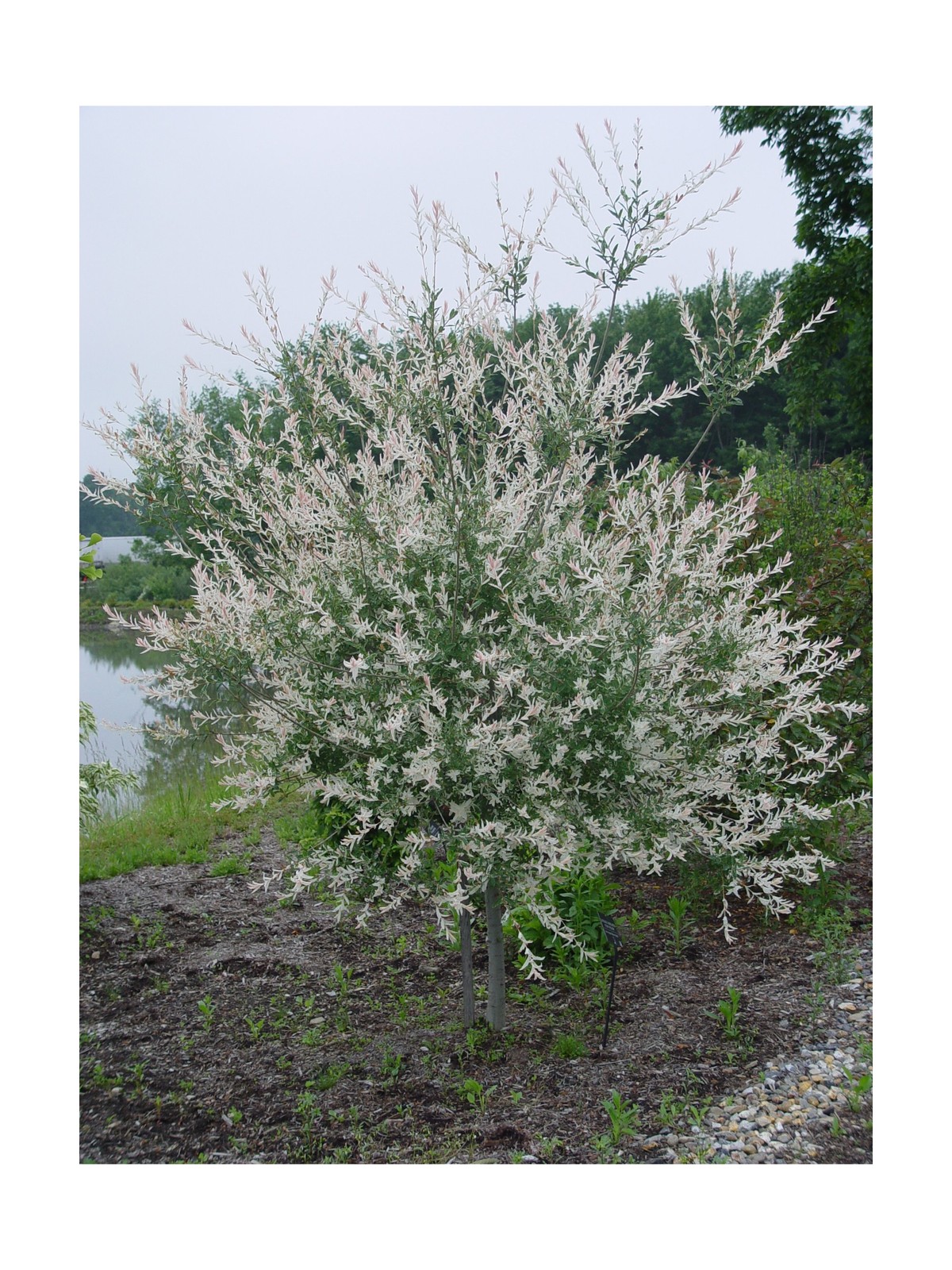 Green Promise Farms – Salix `Hakaro Nishiki’ (Dappled Willow)Shrub, #3 -Size …