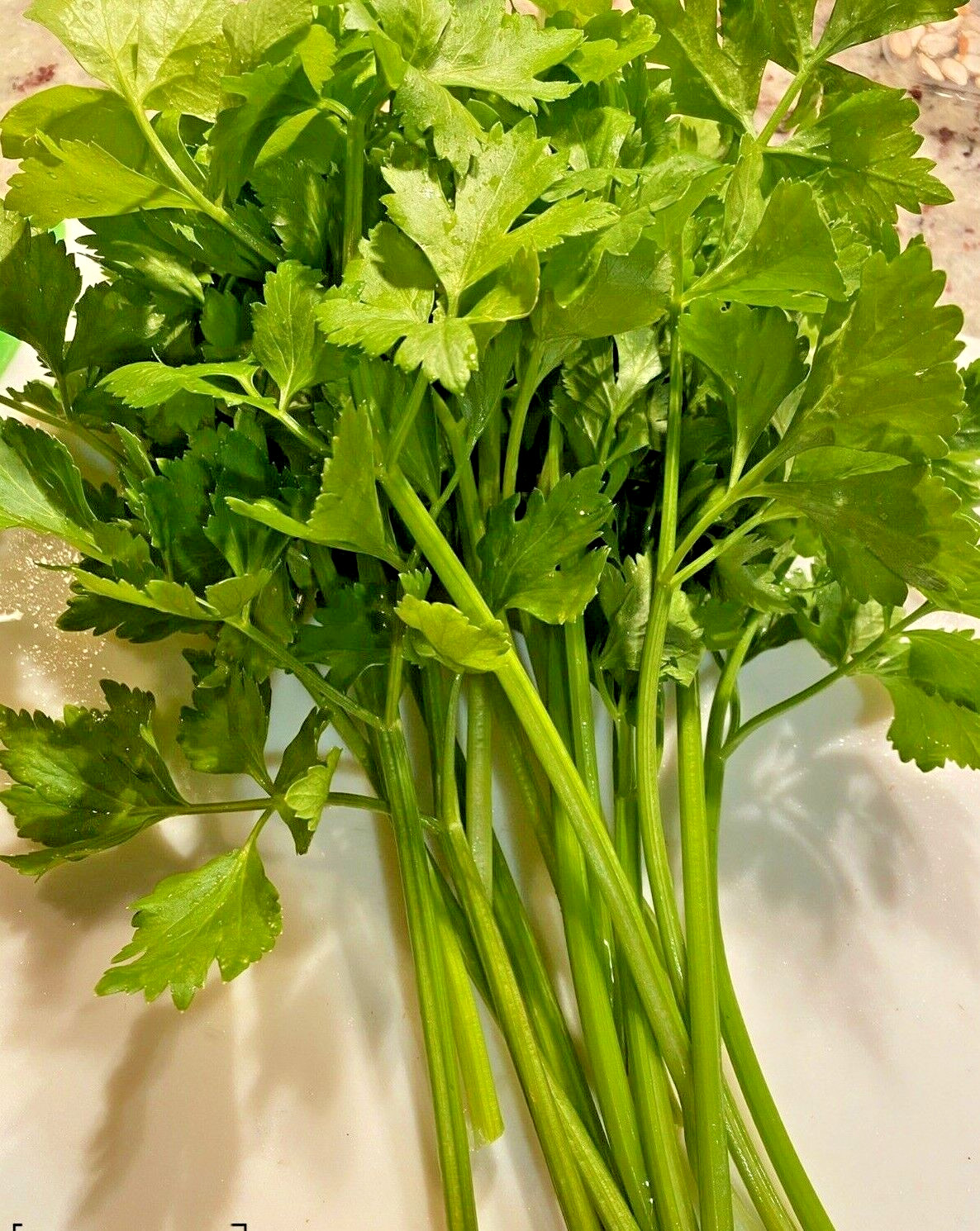 RARE✿ Heirloom Chinese Green Celery 50+ Seeds ●Cut and Grow Again