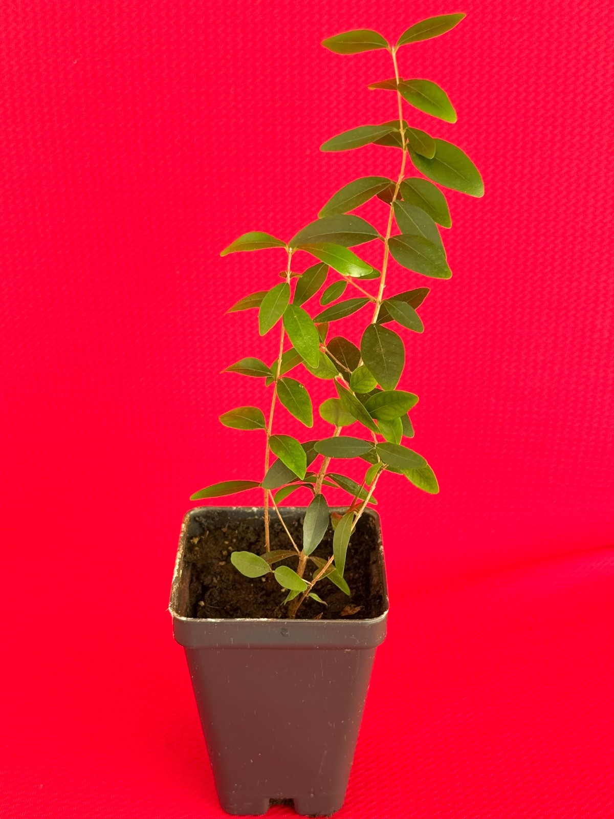 Eugenia Repanda Pitanga cherry jambo Red Fruit Tropical Tree Plant Potted RARE