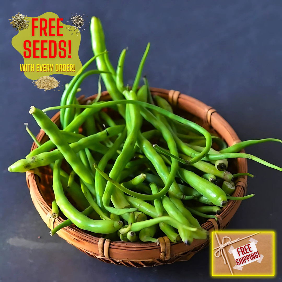 Fresh Rat Tail Radish Seeds | Radish | Heirloom Non-GMO | Asian Vegetables