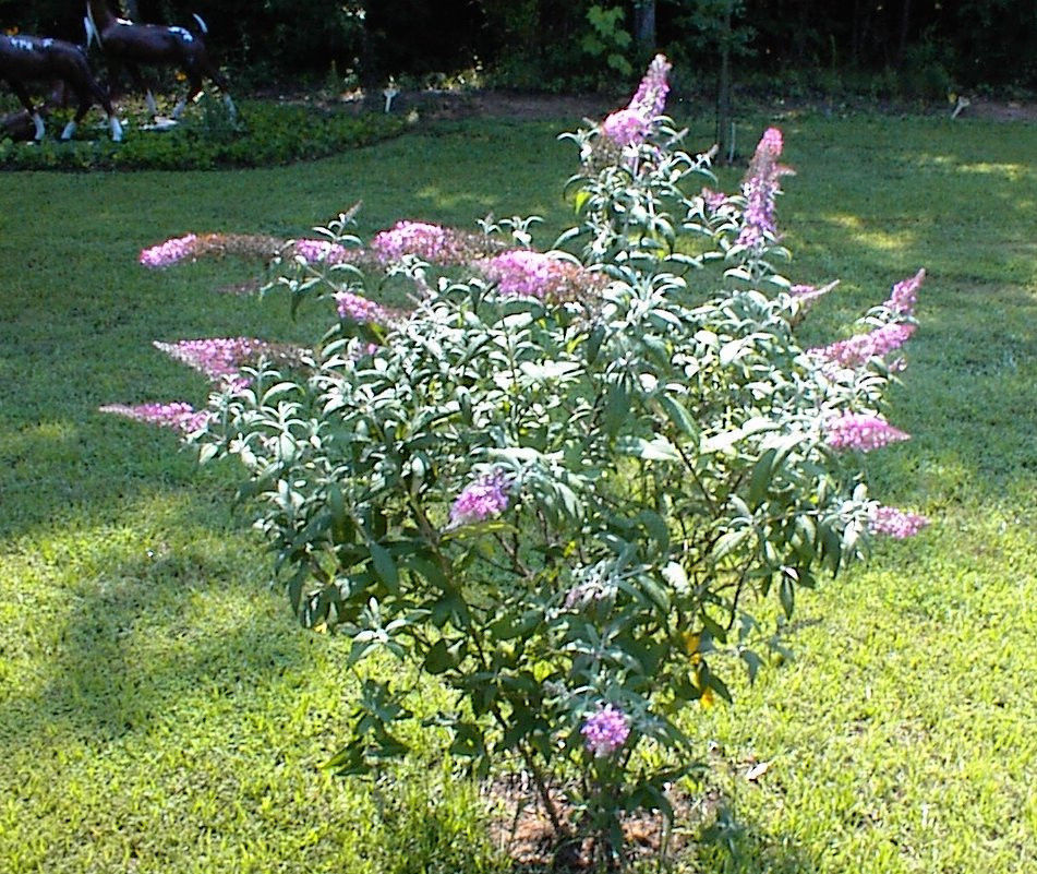 PINK DELIGHT BUTTERFLY BUSH 100 seeds USA Seller
