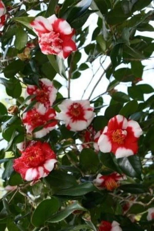 Gigantea~~Camellia Japonica-Live Starter Plant -Highly Variable Blooms!