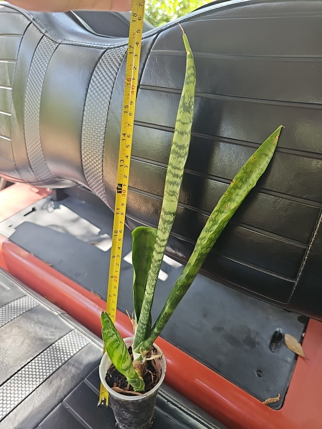 Sansevieria Zeylanica Succulent Mother in Law Plant Bare Root 18″