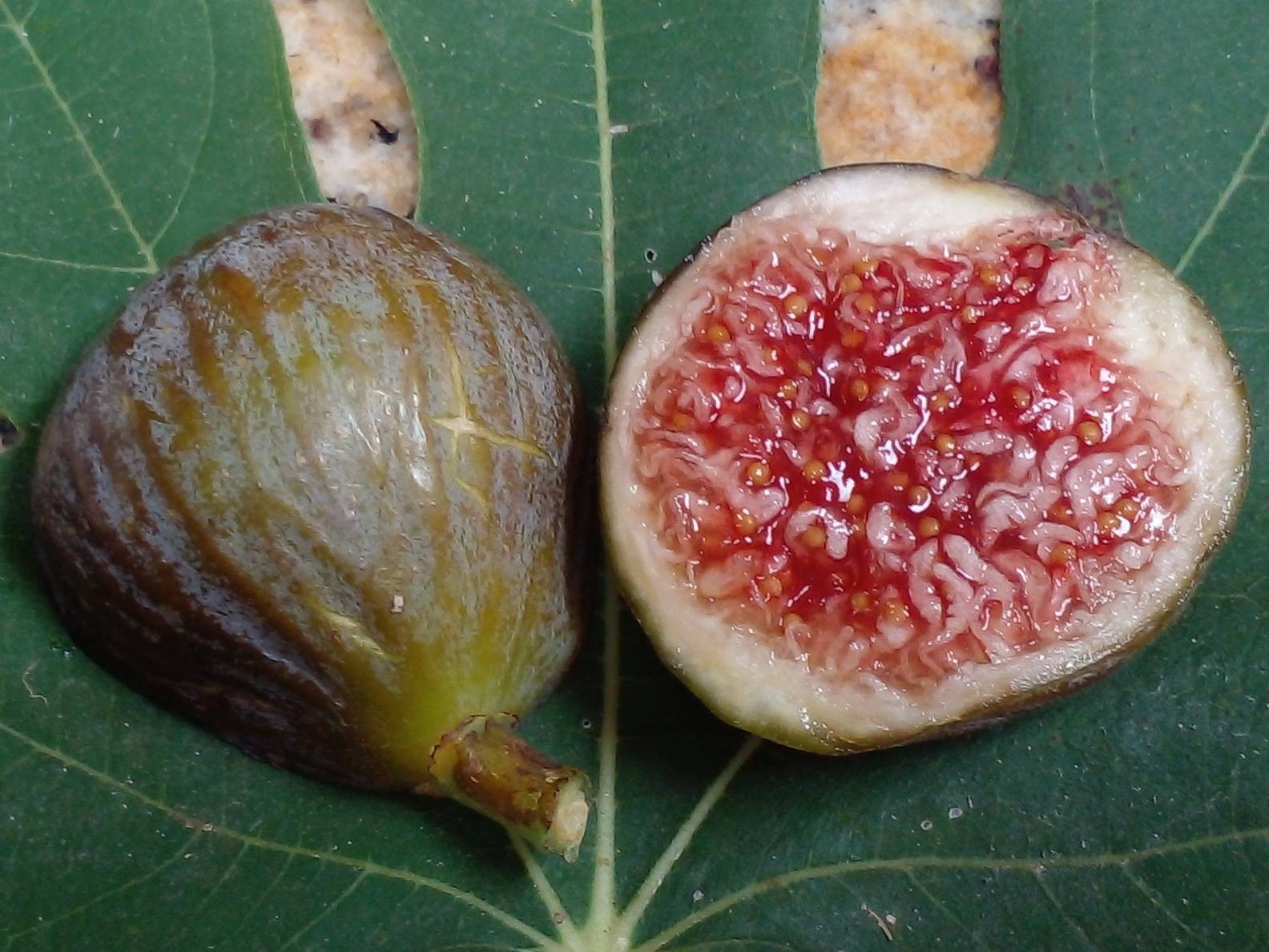 Fresh Fig Tree Cuttings – Select Variety – Many Top Tier Figs to Choose From