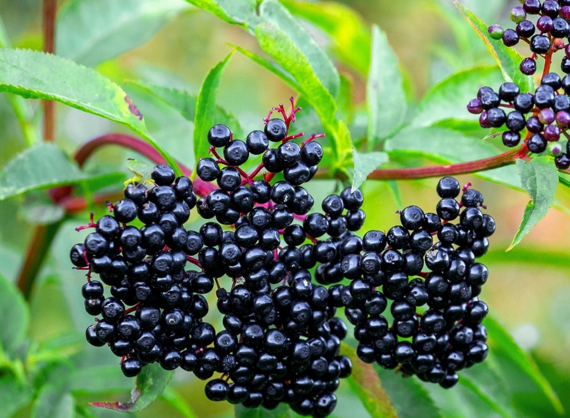 Elderberry Live Plants – 12″ Tall – 1qt Pot – Sambucus Canadensis – Zones 3-9