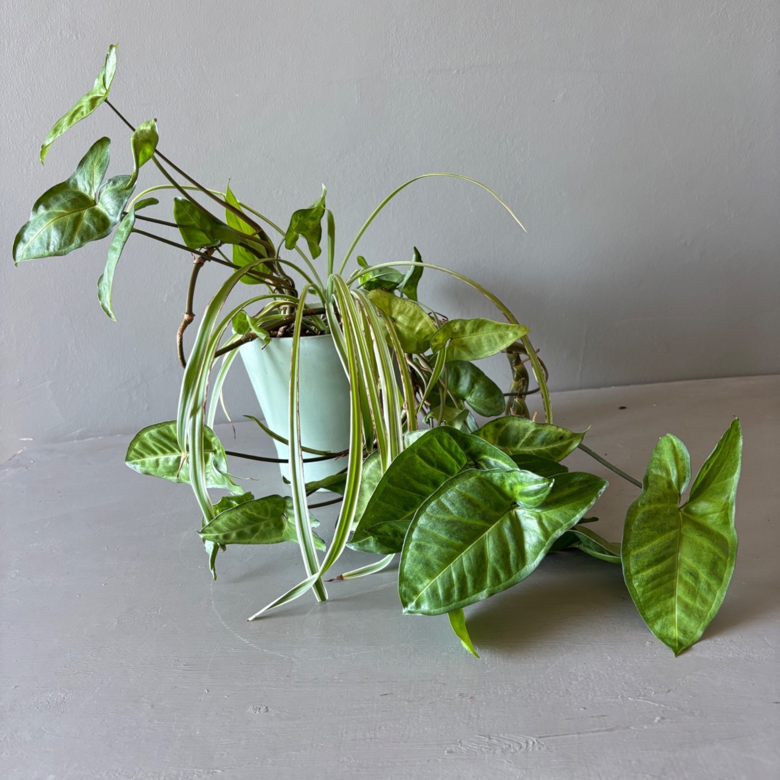 Live Arrowhead Plant & Spider Plant Combo in 6.5″ Ceramic Pot Indoor Houseplant