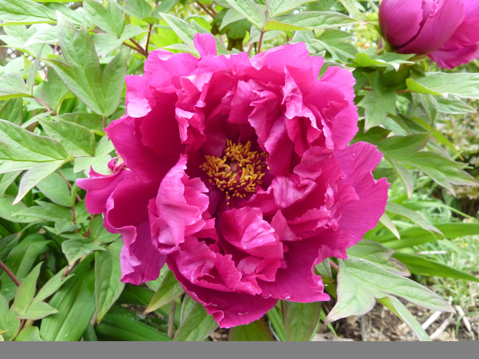 Tree Peony, Paeonia suffruticosa, Seeds