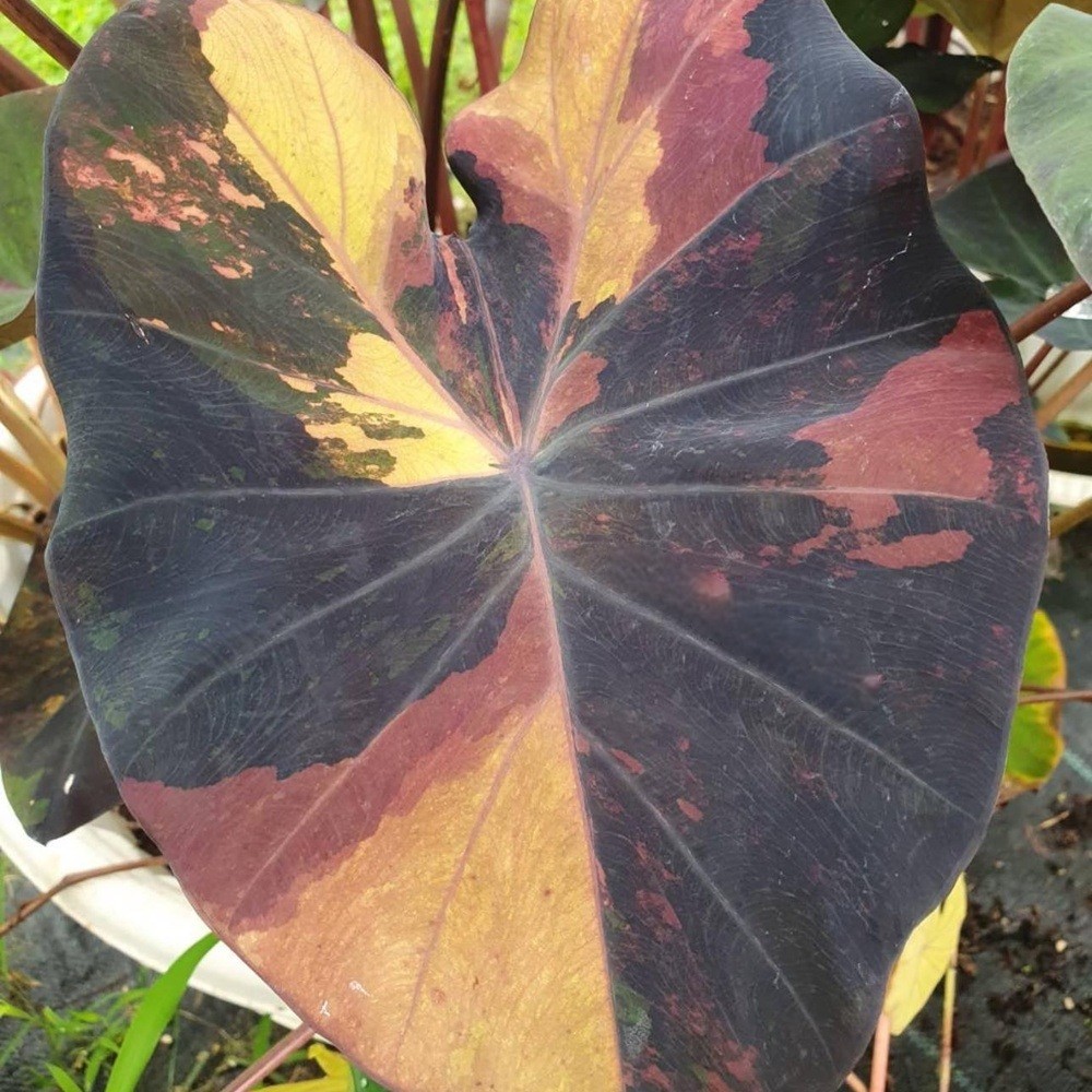 Colocasia Variegated Bulb Elephant Ear Episode One Tuber New Hybrid RARE