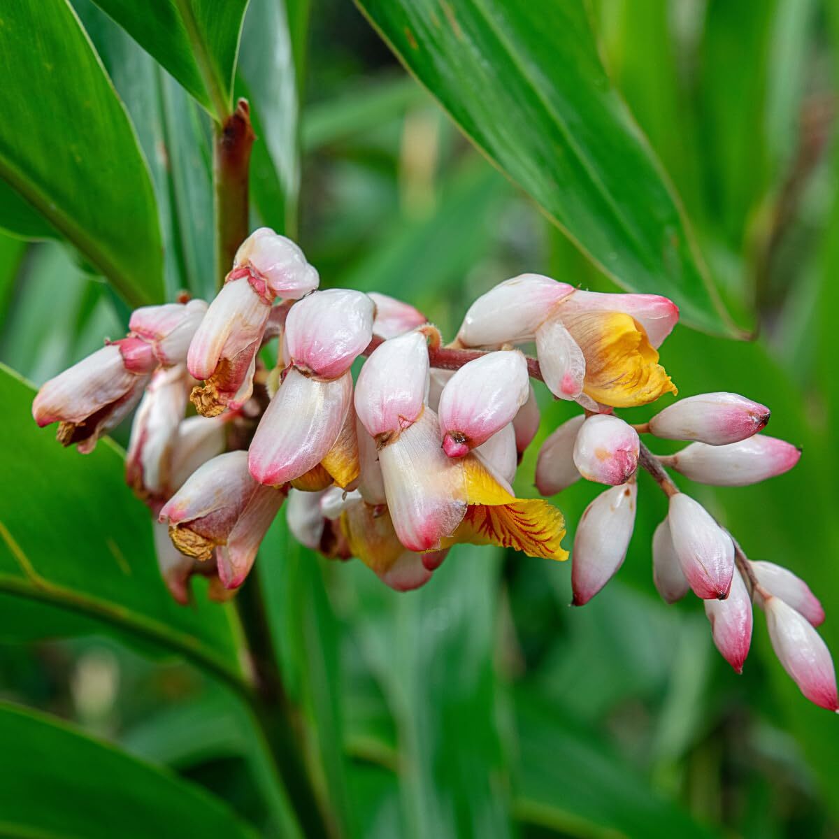 Ginger Cardamom Plant (Alpinia nutans) in 2.5 inch Pot | Live Shellflower,