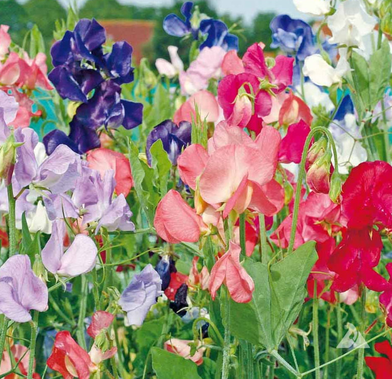 Landscaper’s Pack SWEET PEA MIX Flowers Fragrant Climbing Vine Non-GMO 150 Seeds