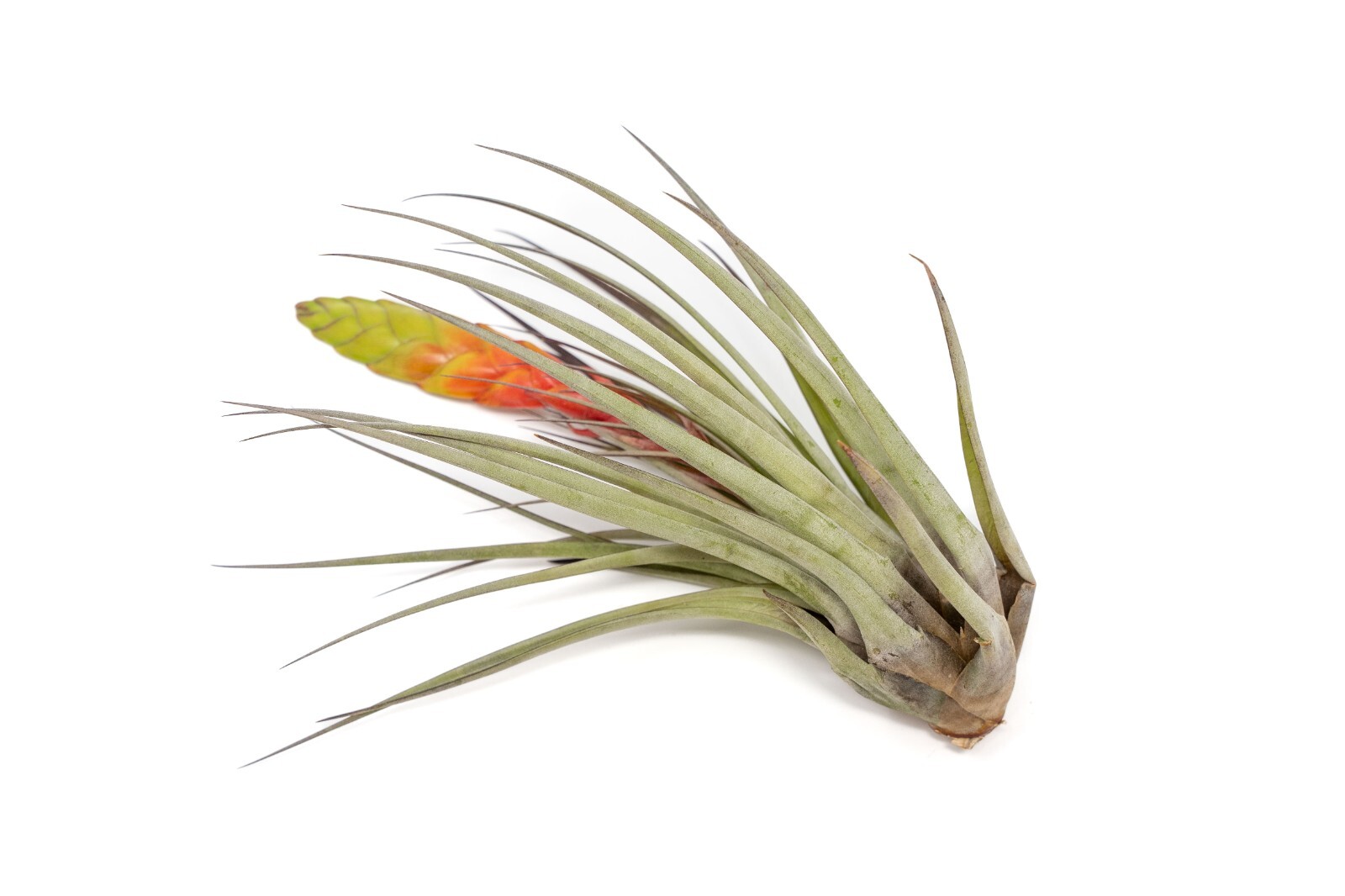 Tillandsia Fasciculata ‘Golden Torch’-Wholesale Bulk Succulents-Easy Care Plants