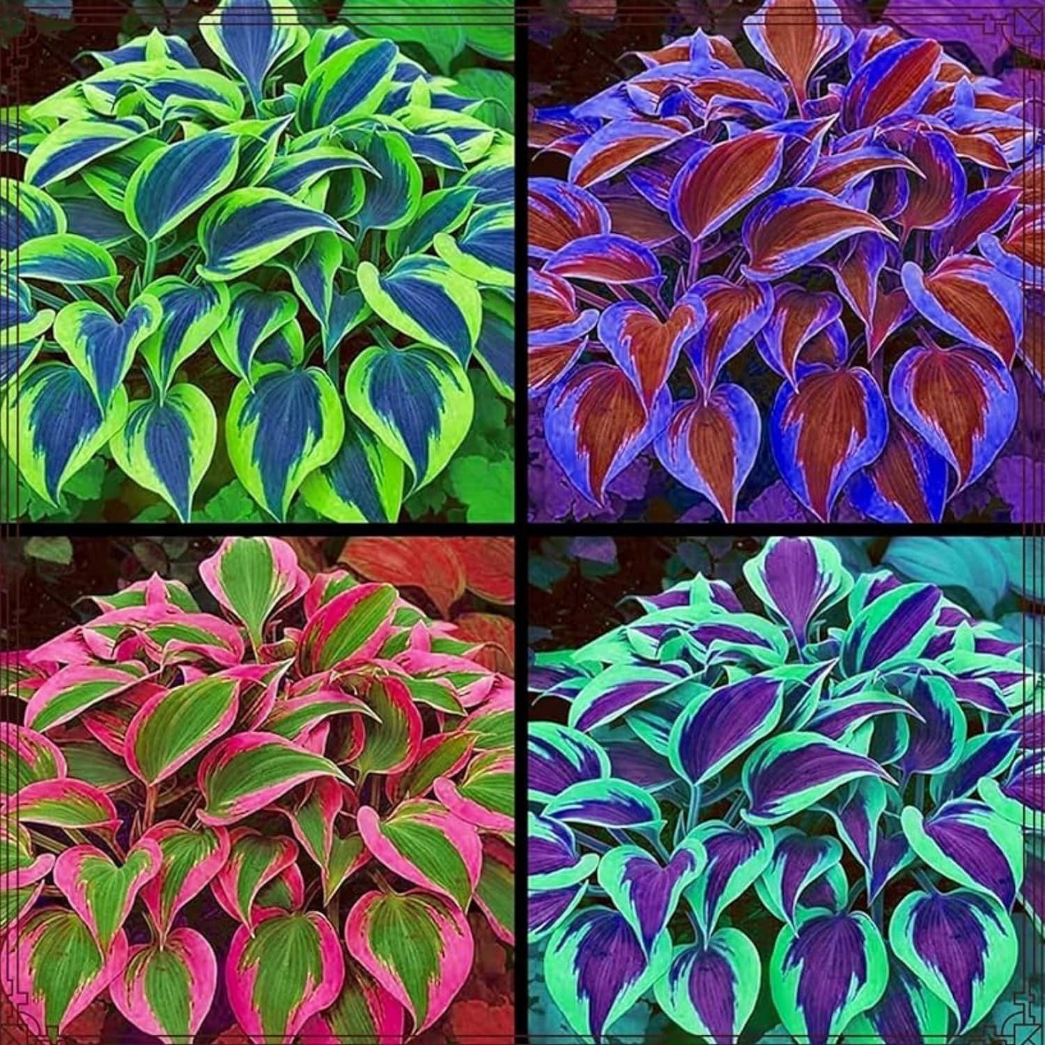 185+ Mixed Color Hosta Seeds for Planting Outdoors- Shade/Cold Tolerant blue