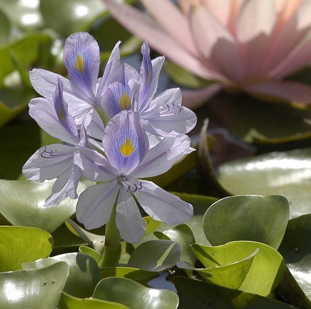 Water Hyacinth 24 plants natural filter stop algae koi pond garden J&J Aquafarms