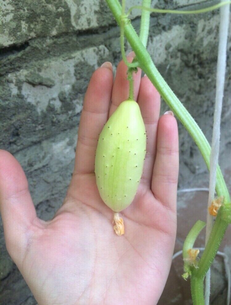 20pcs White Cucumber Seeds Cucumis Sativus Vegetable Fruit Home Garden Plant