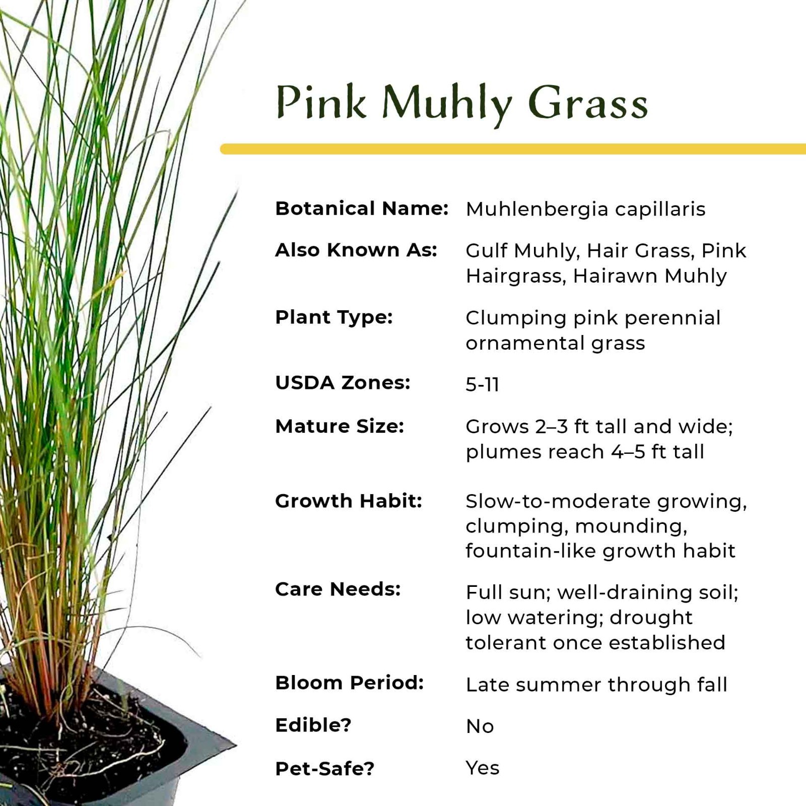 Pink Muhly Grass (Muhlenbergia capillaris) in 2.5” Nursery Cubes, Live Plants