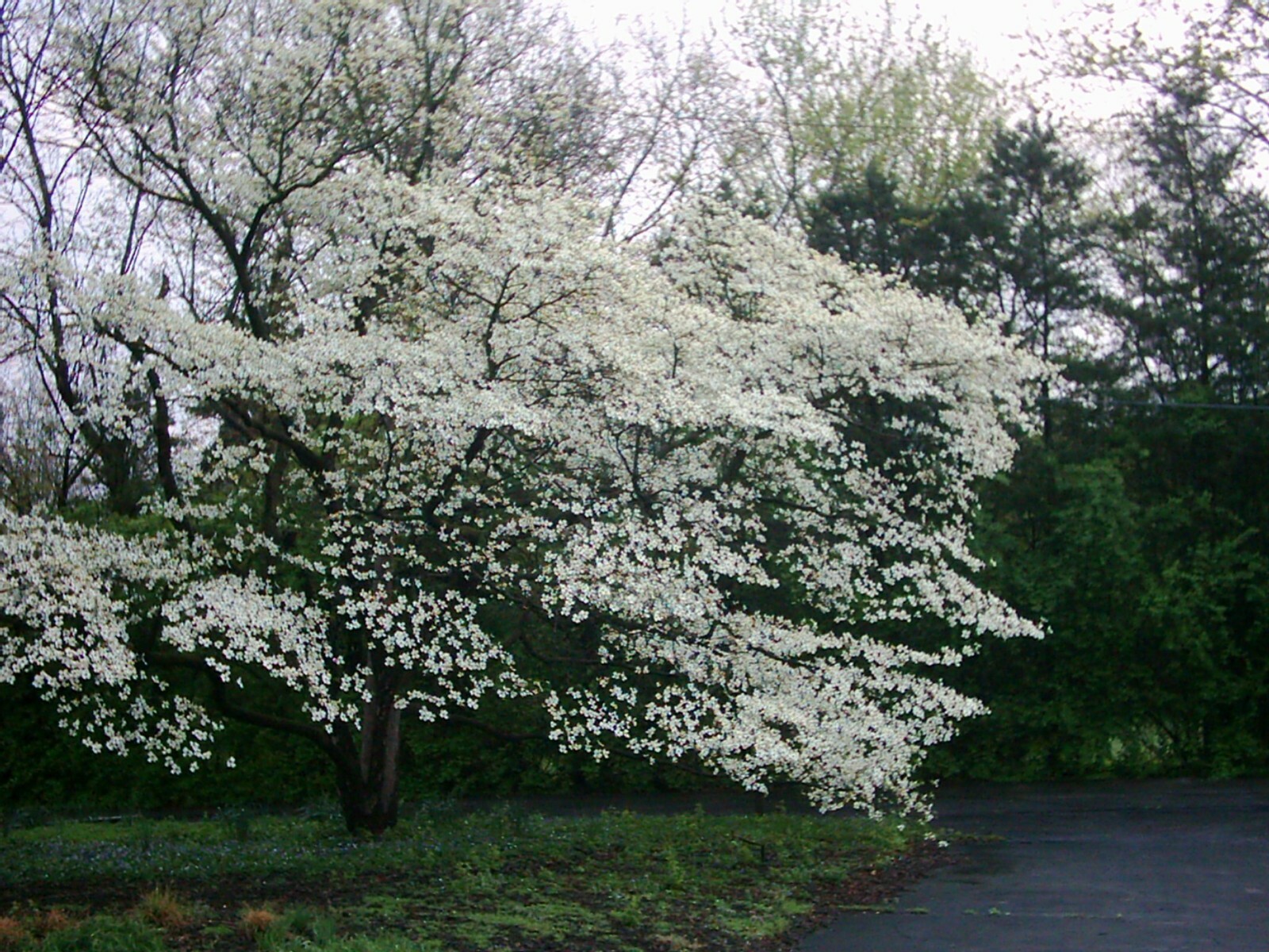 White Flowering Dogwood, Cornus florida, Tree Seeds