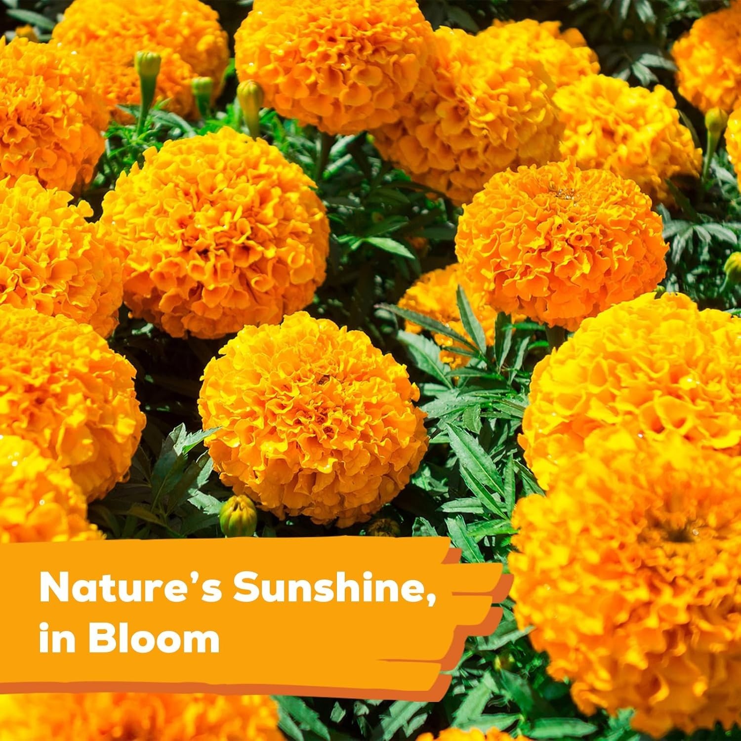 Heirloom Marigold Seeds – 400+ Non-GMO Seeds for Breathtaking Floral Displays