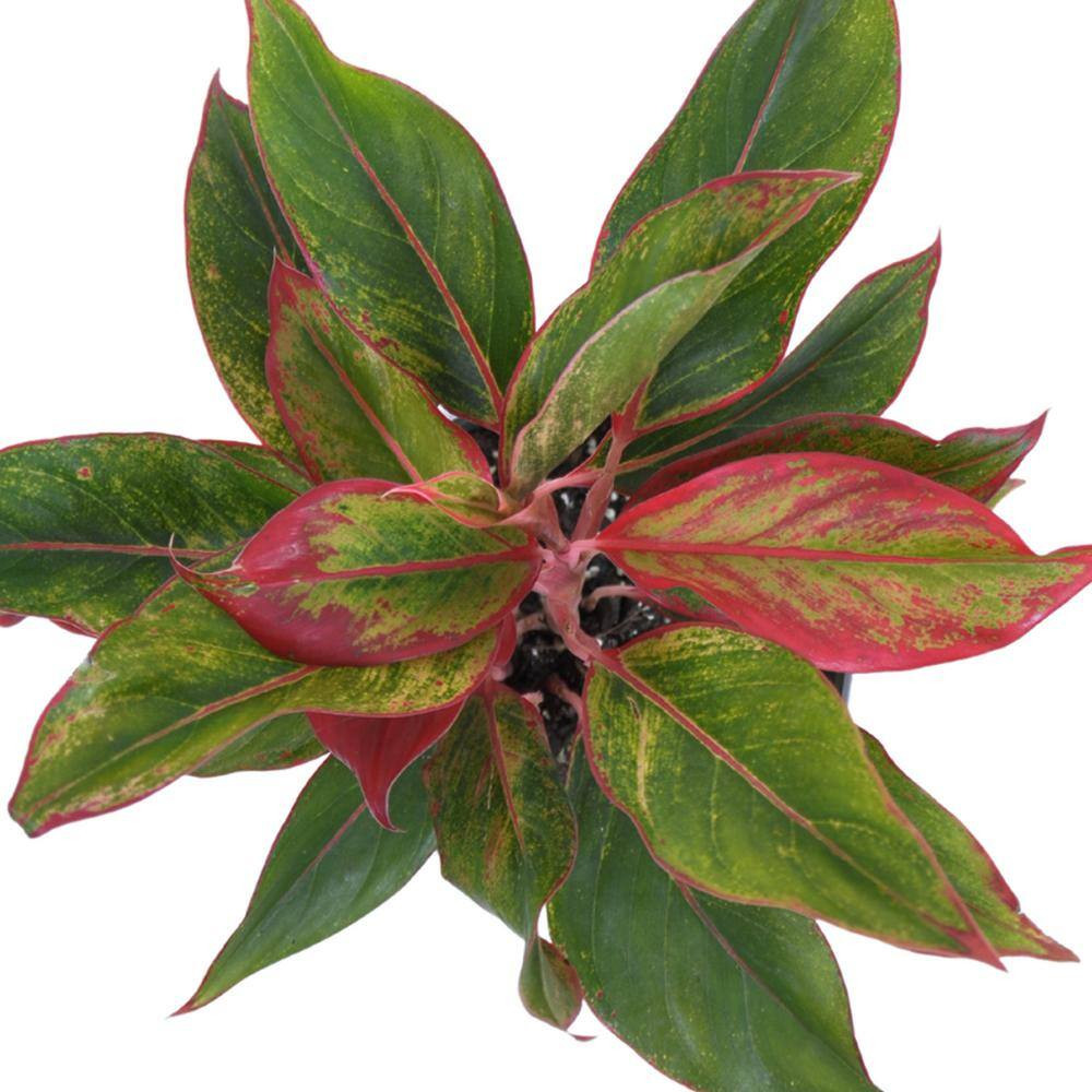 Aglaonema Sapphire Suzanne Live Plant in 6 Inch Grower Pot