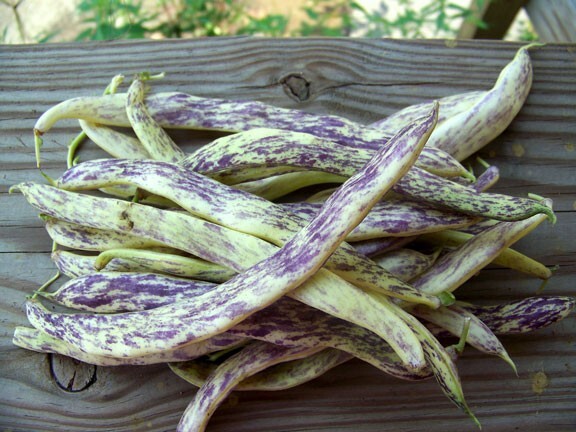 Dragon’s Tongue 10 Beans Wax Bush Heirloom Large Cream Purple pods Non GMO