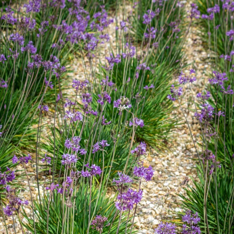 Tulbaghia Violacea – Society Garlic – Pink Agapanthus- 30 seeds 2024 – USA