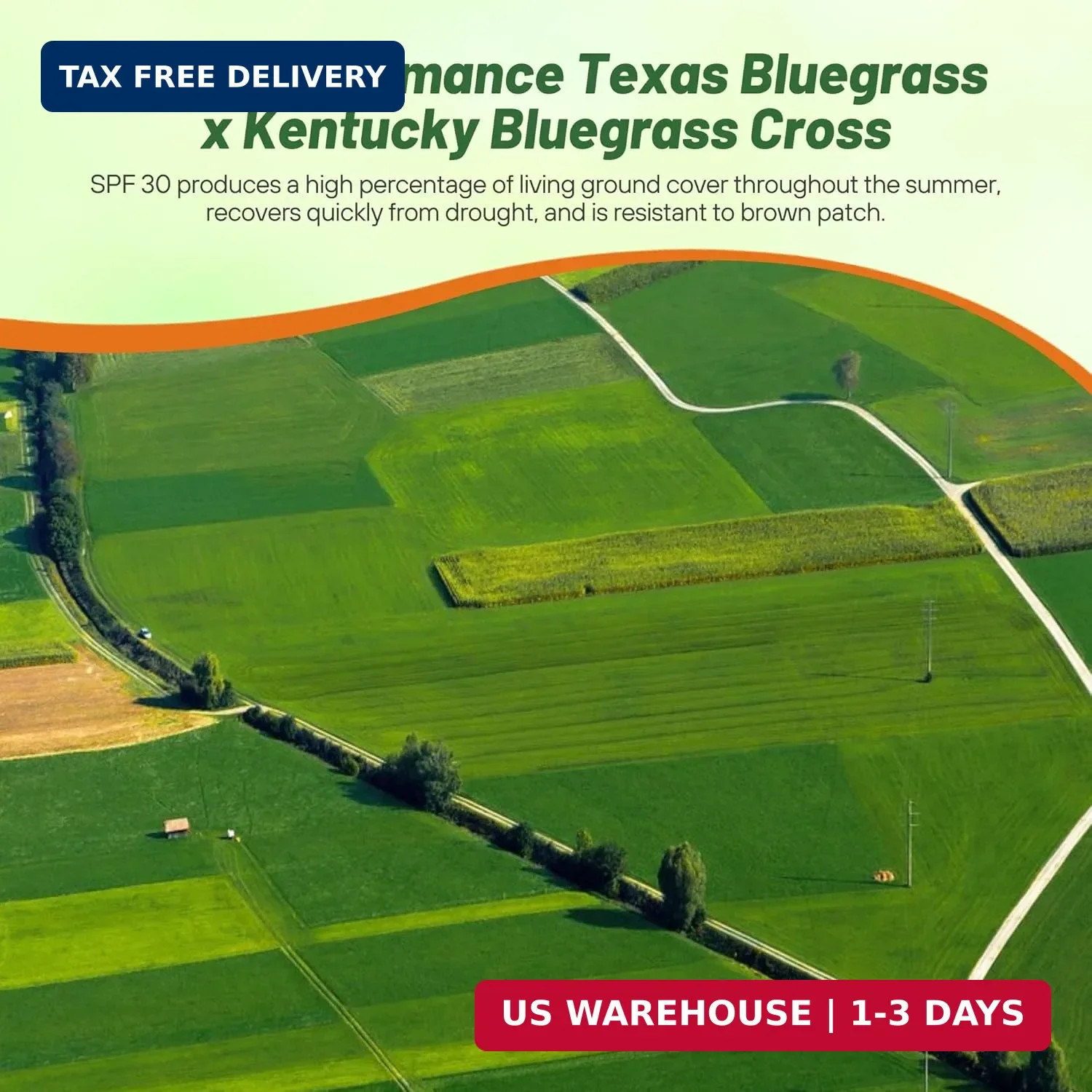 Outsidepride SPF-30 Hybrid Bluegrass Seeds – 5 lbs. Heat & Drought Tolerant, Tex