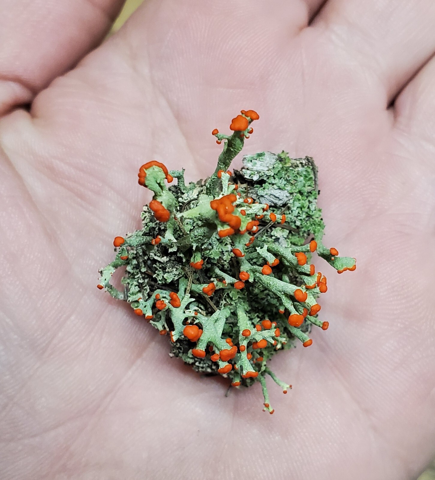 Live British Soldier Lichen for Terrarium, Cladonia, Fairy Garden 3″x4″ Bag