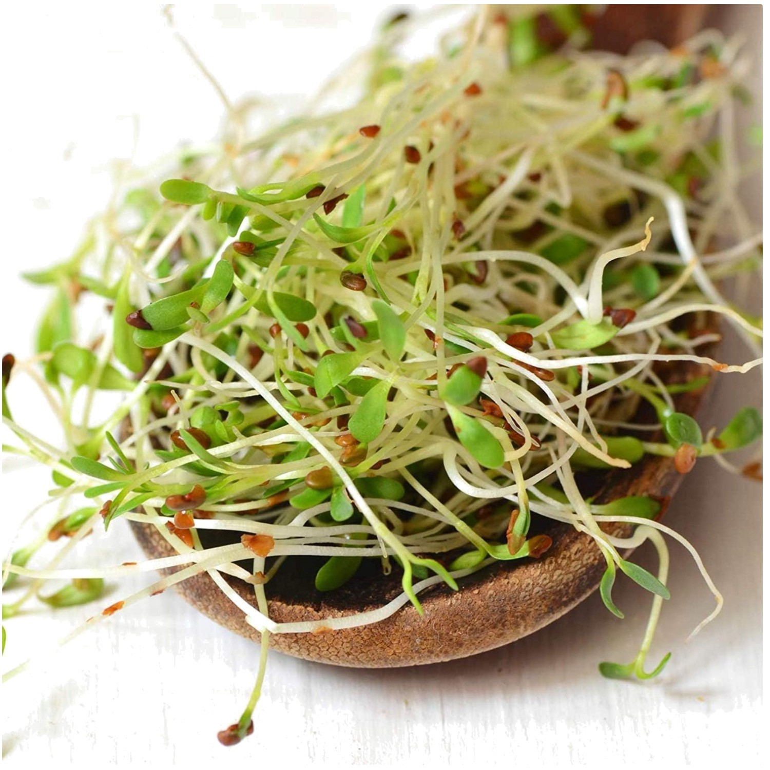 Certified Organic Alfalfa Seeds – High Germination – 2.5 lbs