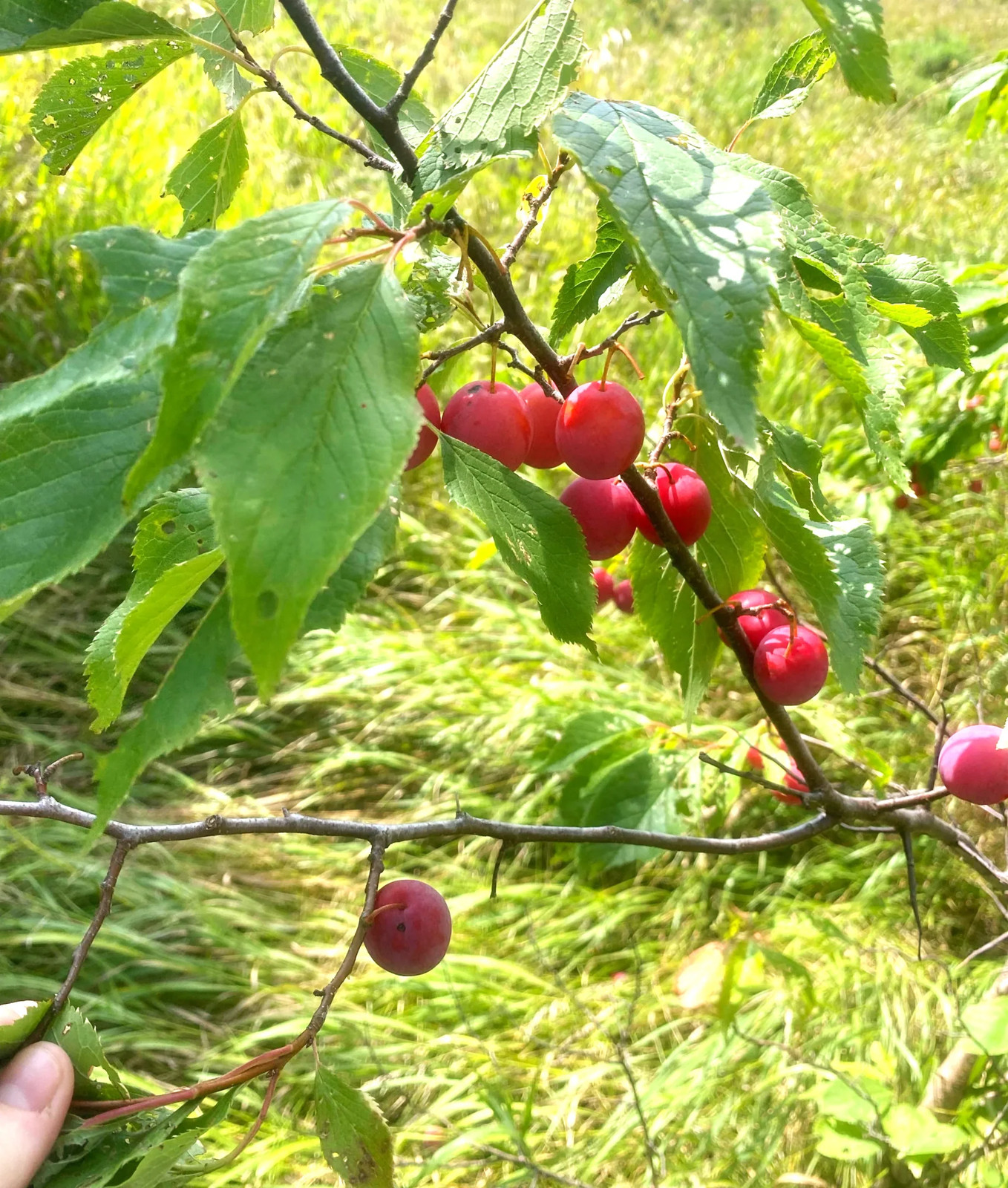 American Plum Tree Seeds – For 2026 Planting Prunus Americana Wild Plums Red