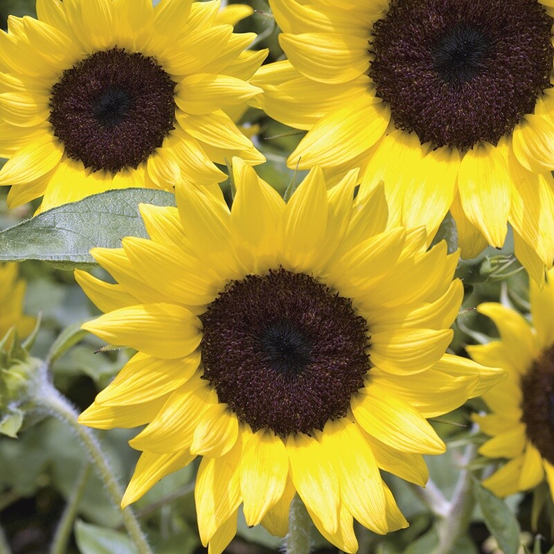 Helianthus Annuus American Wild Child Multi-Branch 4-6 inch SunFlowers~20 Seeds