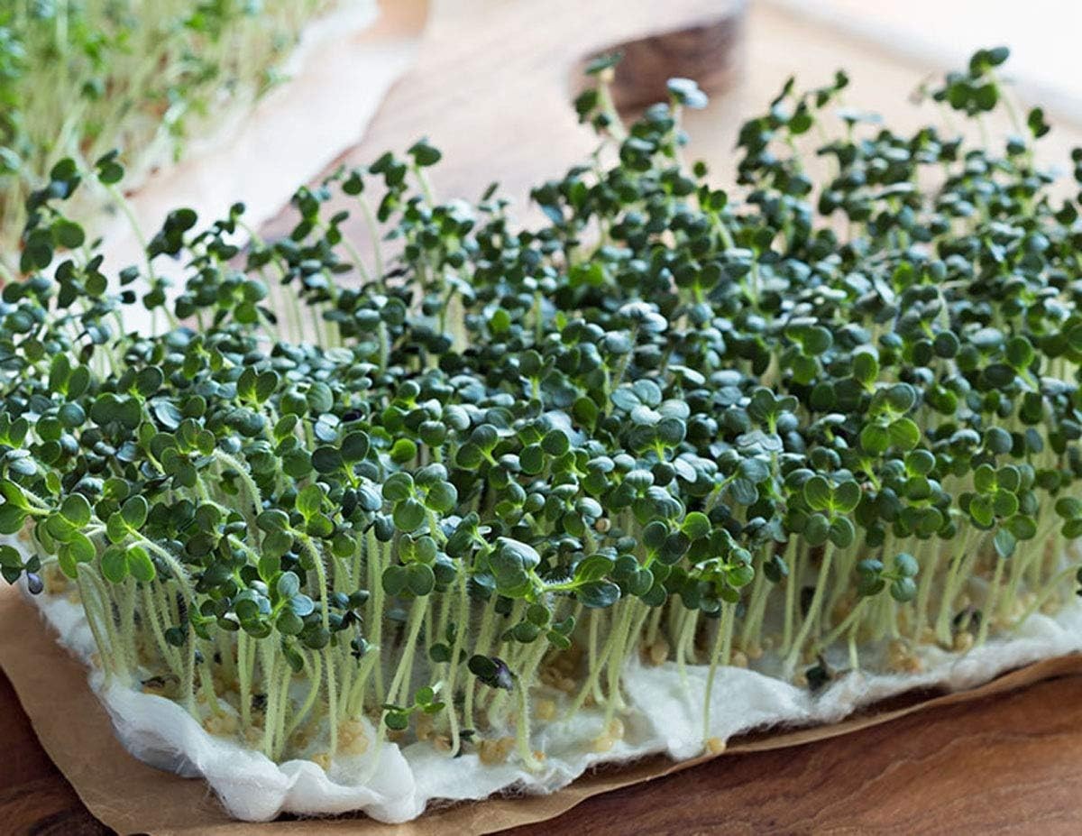 8 oz Pet-Friendly Broccoli Sprouting Seeds – High Germination for Fresh Greens