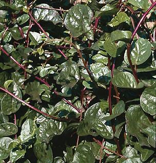 Malabar Spinach Red Stem 1,000 seeds