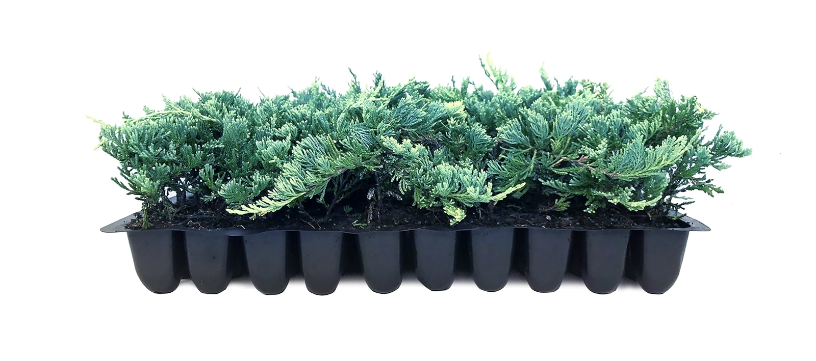 Blue Rug Juniper – Live Plants – 2″ Pots – Juniperus Horizontalis ‘Wiltonii’…