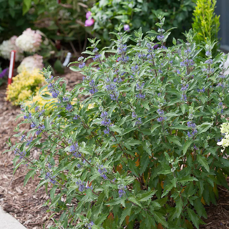 beyond Midnight Bluebeard (Caryopteris) Flowering Shrub in 1 -Gallon Pot 1.0 -Pa