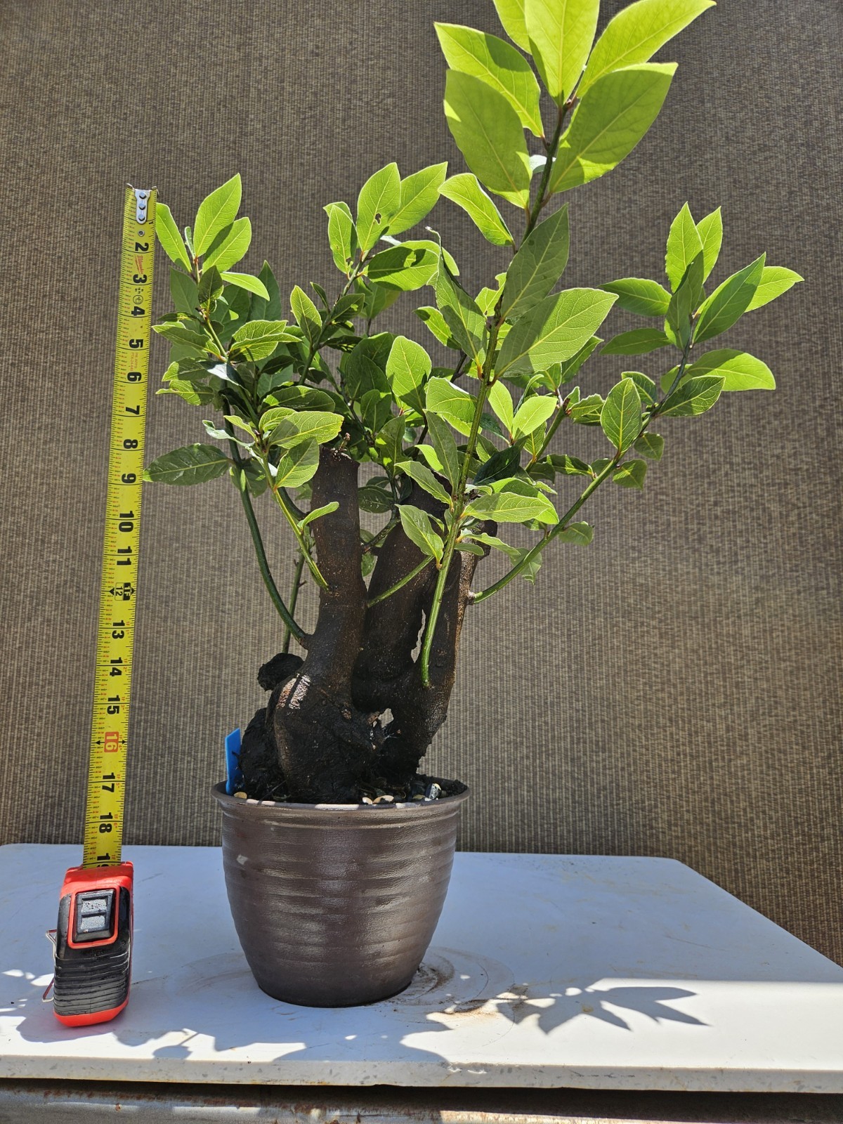 Old Sweet Bay Leaf ( Bay Laurel ) Bonsai Tree,,, SALE