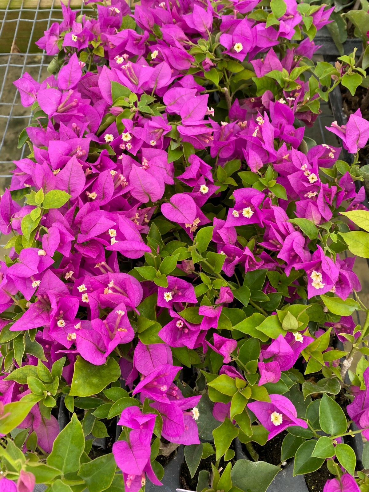 Well Rooted **ROYALE PURPLE** Live Bougainvillea starter/plug plant*USA SELLER