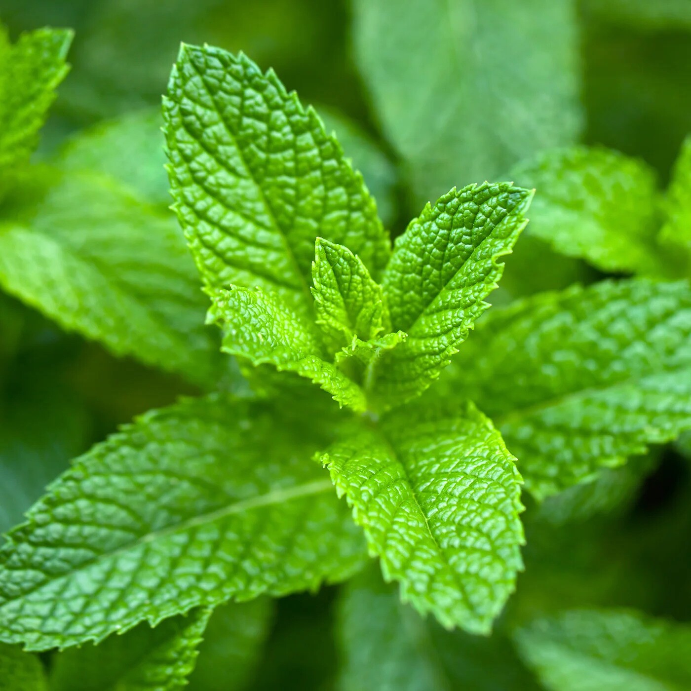 500+ Organic Peppermint Seeds Mentha Mint FREE SHIPPING | Herb NONG – GMO