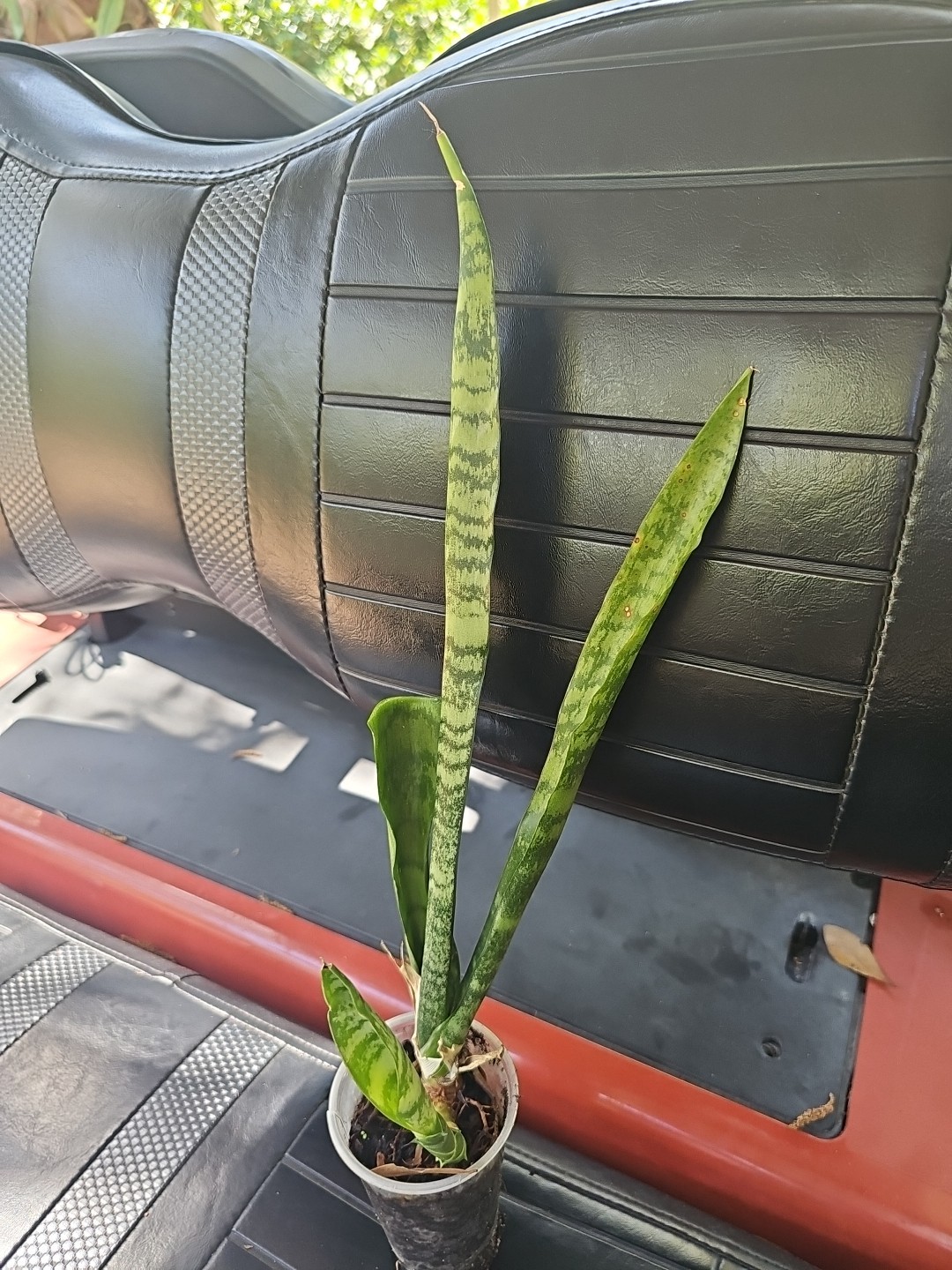 Sansevieria Zeylanica Succulent Mother in Law Plant Bare Root 18″