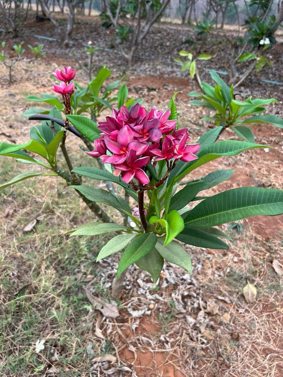 Plumeria (Frangipani) ‘PK Lucky Purple’ Grafted w/roots