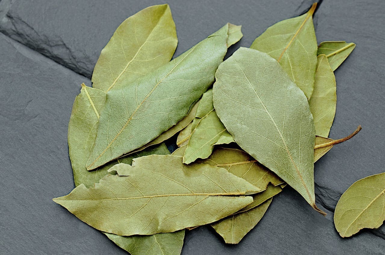 Sweet Bay Laurel Herb Plant – 8 to 10 Inch Tall – 1 Year Old Laurus Nobilis