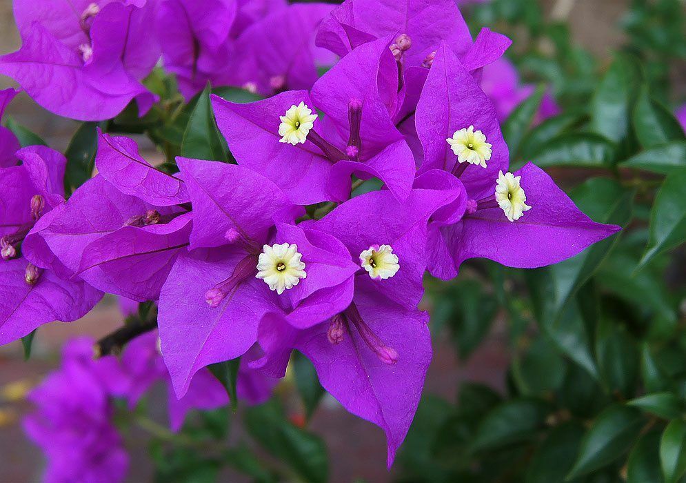 Well Rooted **VIOLET** Live Bougainvillea starter/plug plant*