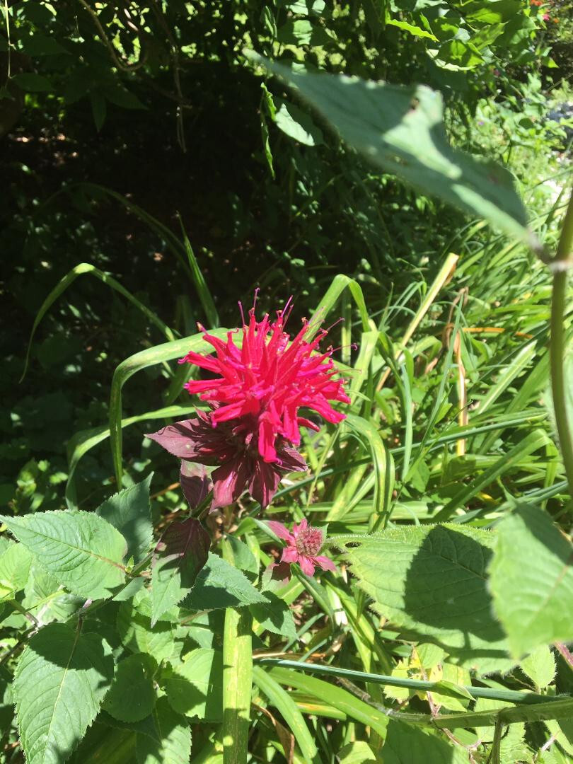 Red Monardo Bee Balm Flower 35 + Seeds USA Home Grown