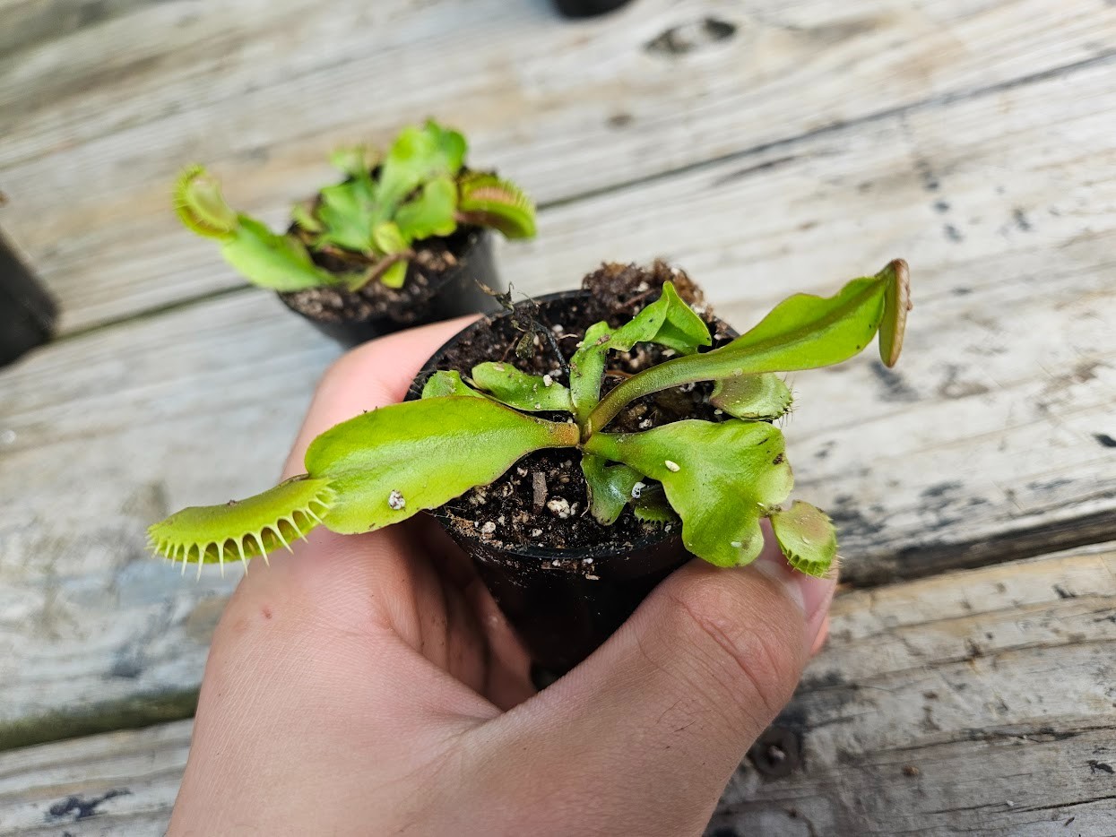 1 Potted Live “Maroon Monster” Venus Flytraps in a 2-inch pot