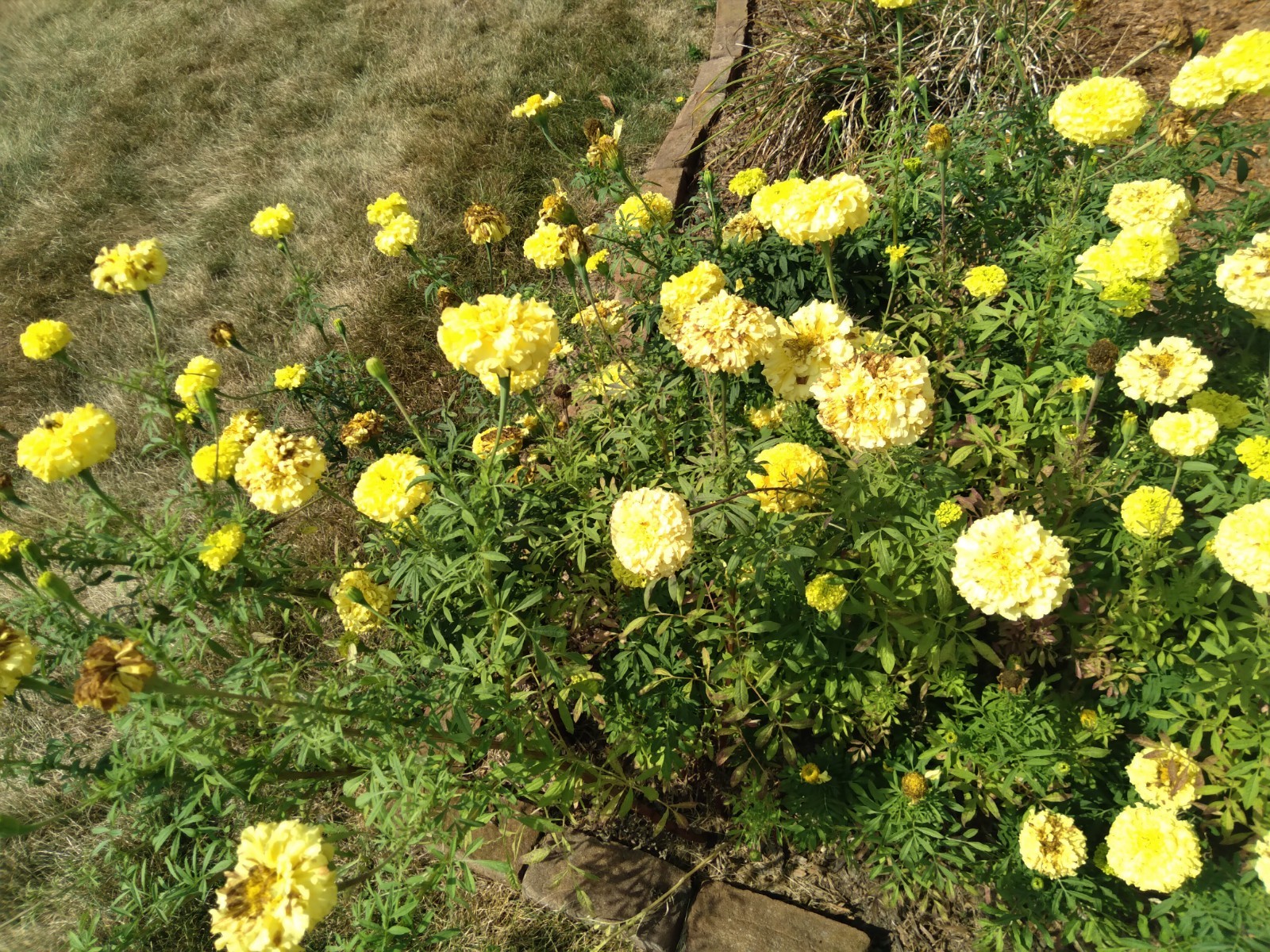 Giant African Yellow Marigold seeds, 200+ seeds