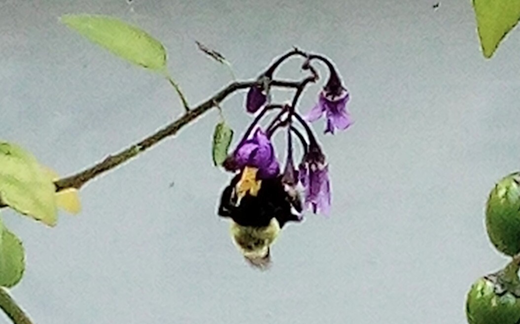 Solanum Dulcama, Climbing Nightshade, Woody Nightshade, Bittersweet Nightshade