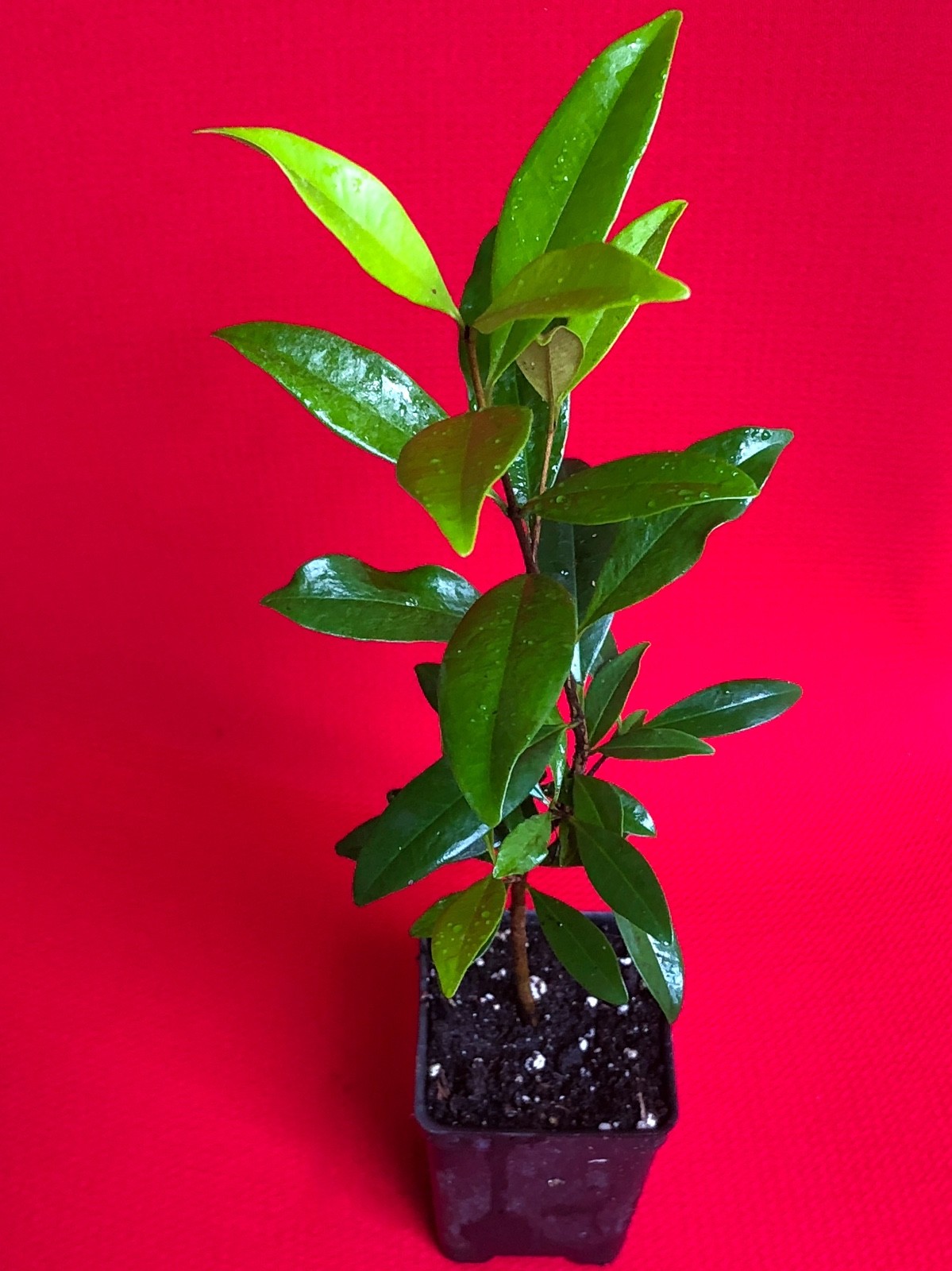 Eugenia Luschnathiana PITOMBA Potted PLANT Fruit Starter Pot Tree 5″-10″