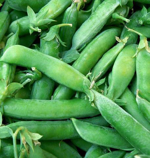 20+Sugar Lace II Snap Pea Seeds Bush Green Sweet pea Selfsupporting Heirloom USA