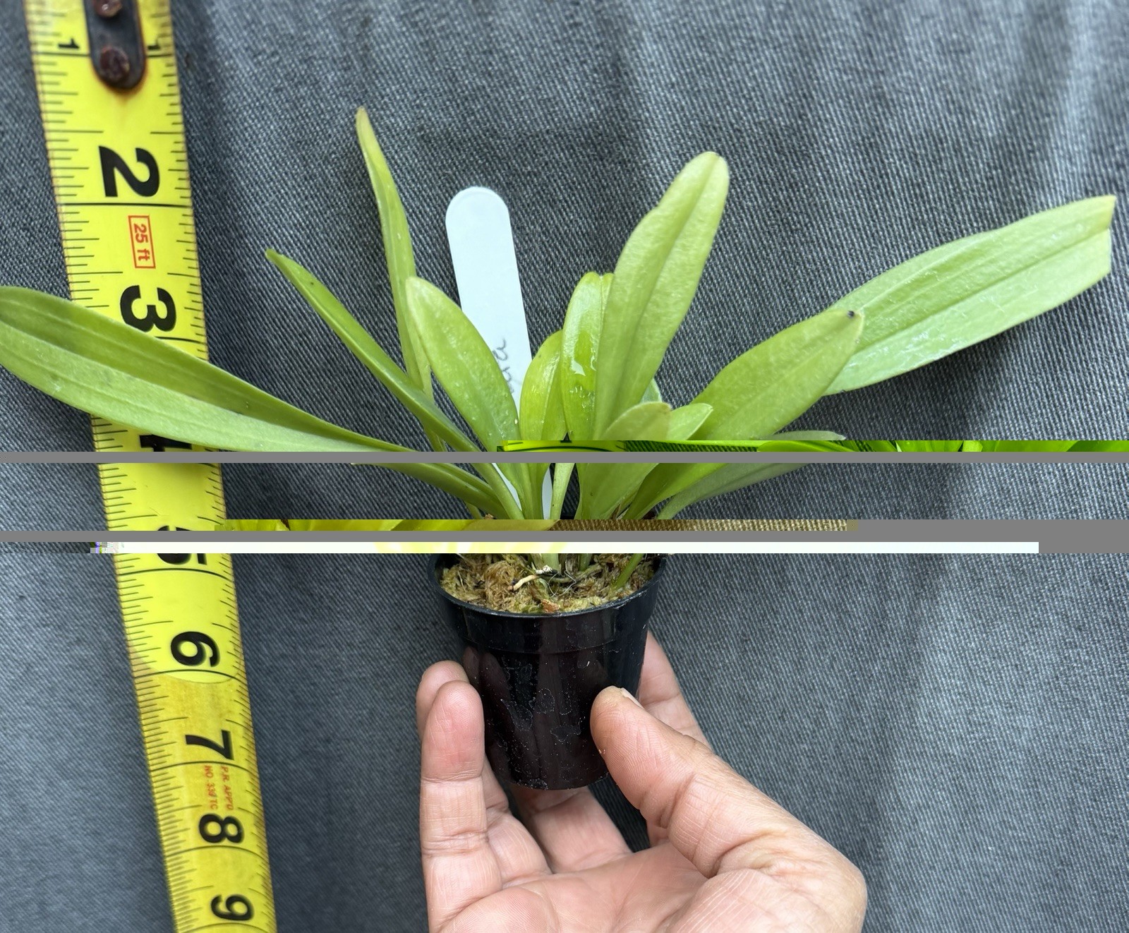 Masdevallia guttulata