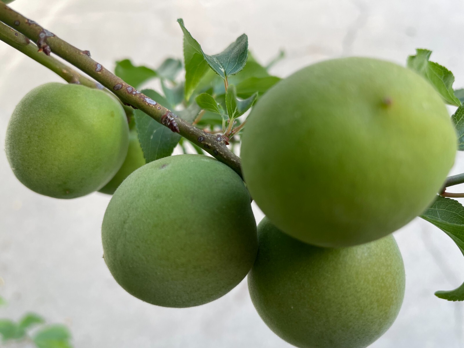 1 Japanese Ume Fruit Tree, or Plum Fruit Tree, Prunus Mume, Maesil, Tree