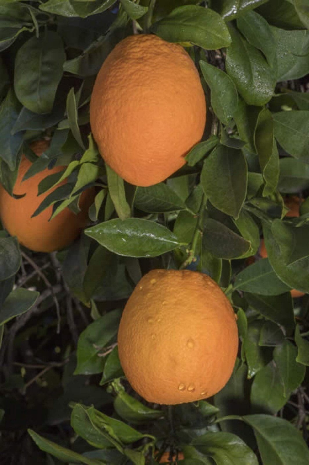 California only! Newhall Navel Semi-Dwarf Orange 1-2 feet tall, grafted